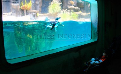 Taman Safari Prigen Hadirkan Rekreasi Sekaligus Edukasi