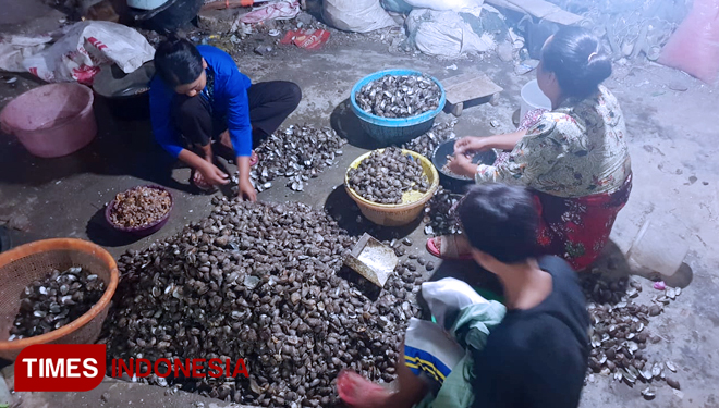 Melihat Sentra Penghasil Kerang Di Kota Pudak Gresik Times Pasuruan