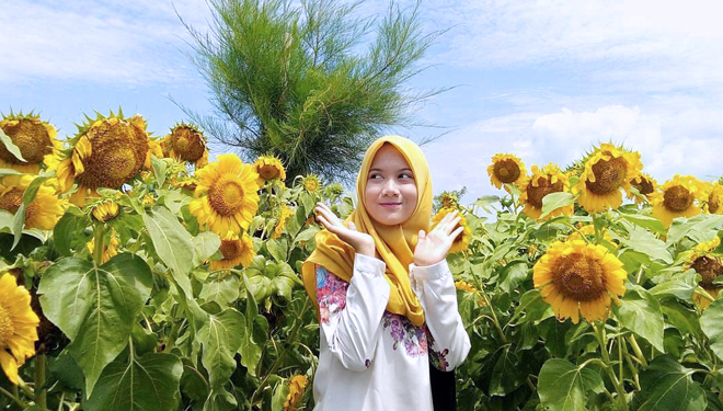 Kebun Bunga Matahari. (FOTO: Paket tour)
