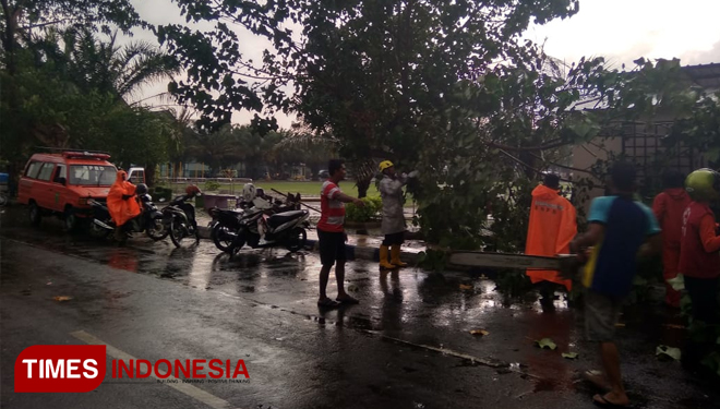 Pohon tumbang akibat hujan lebst disertai angin di Kota Madiun, Minggu (18/11/2018) petang. (Pamula Y C/TIMES Indonesia)