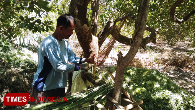  I Wayan Ringin saat memisahkan serat dari sehelai daun ageve di Dusun Bahel, Desa Dukuh, Kecamatan Kubu, Kabupaten Karangasem, Bali, Senin (19/11/2018).(FOTO: Khadafi/TIMES Indonesia).
