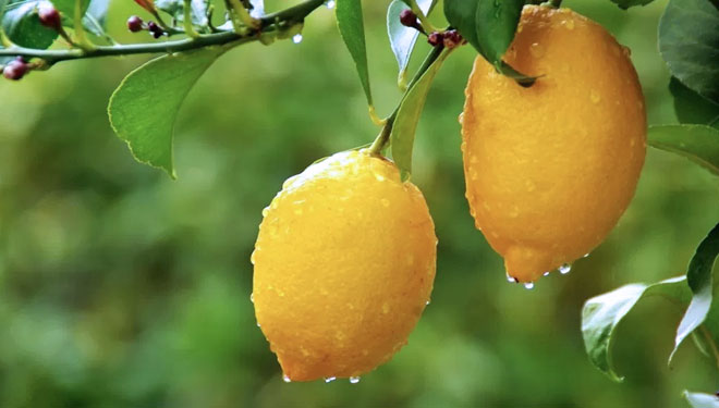 Manfaat buah Lemon (Foto: Divertone.com)
