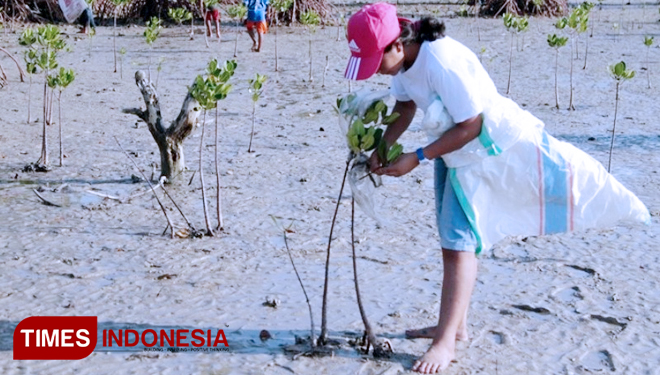 Sejumlah warga kota Waingapu sedang merawat pohon bakau (mangrove) yang berhasil ditanam disepanjang pesisir pantai (FOTO: Habibudin/TIMES Indonesia)