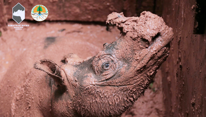 Badak Sumatera yang berhasil diselamatkan dari Lubang Jebakan di Kabupaten Kutai Barat, Kalimantan Timur. (FOTO: Humas KLHK)