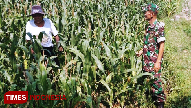 Diselasela melakukan kosmos, Serda Suparni juga belajar merawat tanaman jagung pada petani. (FOTO: AJP/TIMES lndonesia)