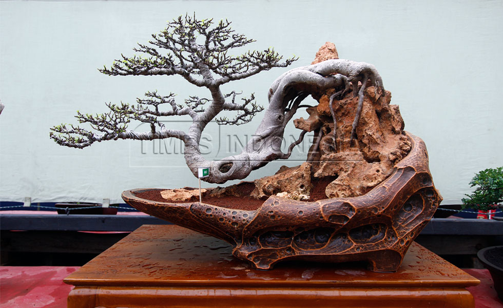 Tanaman Bonsai Miniatur Pohon  Besar  Kian Indah TIMES 