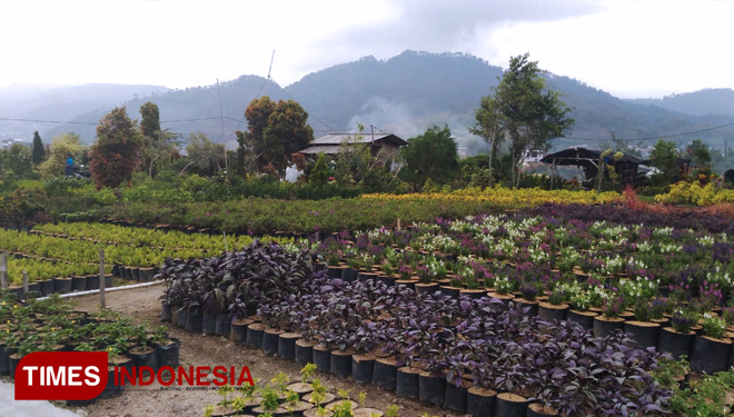 wisata-bunga-Sidomulyo..jpg