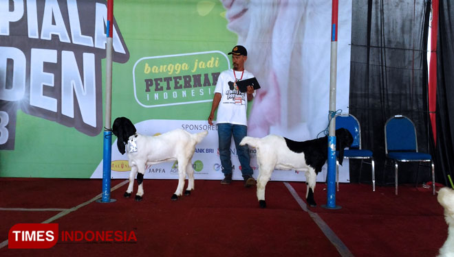 Dewan Juri saat melakukan penilaian terhadap anakan kambing etawa di Kontes Presiden di Kota Batu. (Foto: Muhammad Dhani Rahman/TIMES Indonesia) 