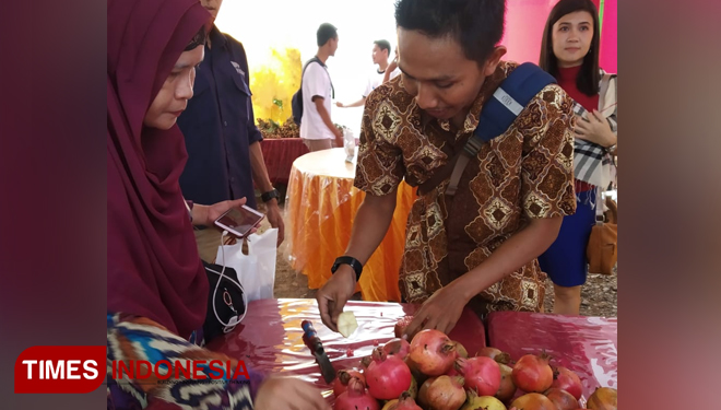 Delima Merak saat dipamerkan di lokasi peresmian Xmart Village di Kecamatan Karang Tekok Situbondo. (Foto: Yupi Apridayani/TimesIndonesia)