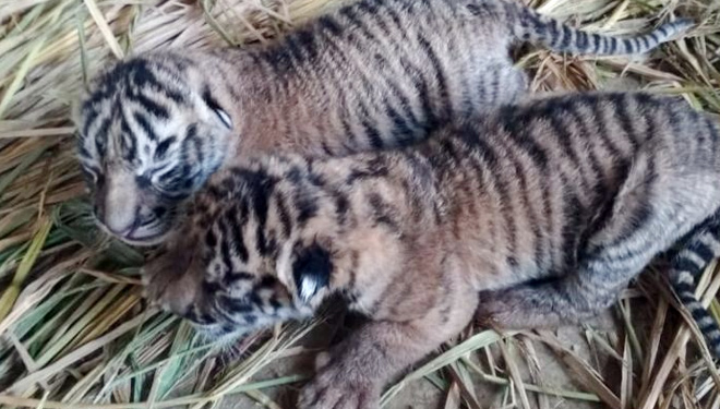 Sepasang Harimau Sumatera yang baru lahir pada hari Minggu (16/12/2018) di TMSBK Bukittinggi. (FOTO: Istimewa)