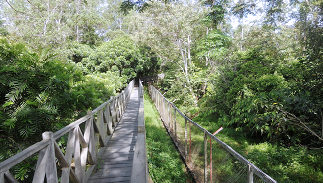 Hutan-Lindung-Sungai-Wain.jpg