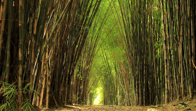 hutan-bambu.jpg