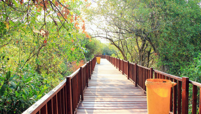 hutan-mangrove-surabaya.jpg