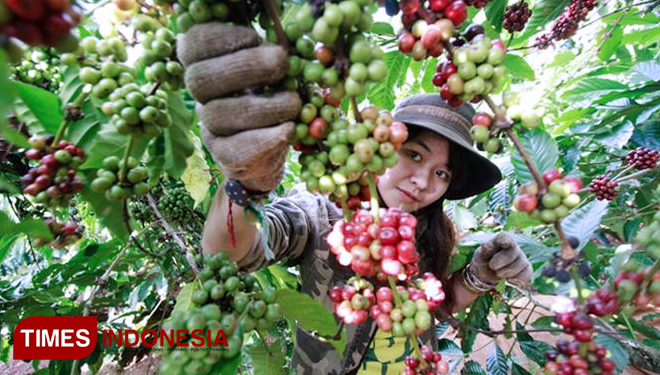 Illustration - coffee farm. (Picture by: Istimewa)