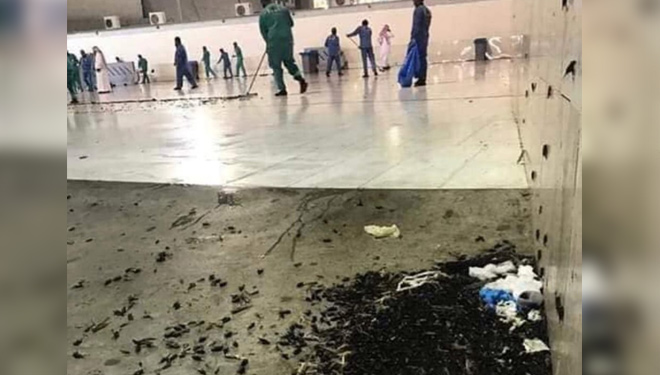  Millions of insects enter the Mecca area, including the Grand Mosque, in the past week. (PHOTO: Exlusive)