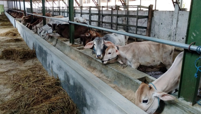 Ranch-Sapi-Modern-di-Pasuruan-3.jpg