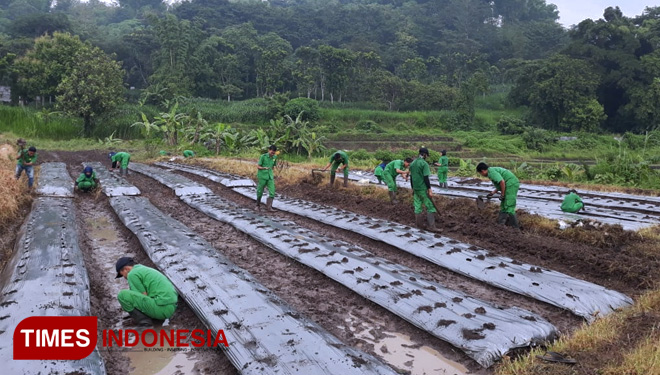 Mahasiswa prodi Penyuluhan Pertanian Berkelanjutan Polbangtan Malang melakukan praktik penanaman kacang panjang. (FOTO: Humas Polbangtan Malang for TIMES Indonesia)