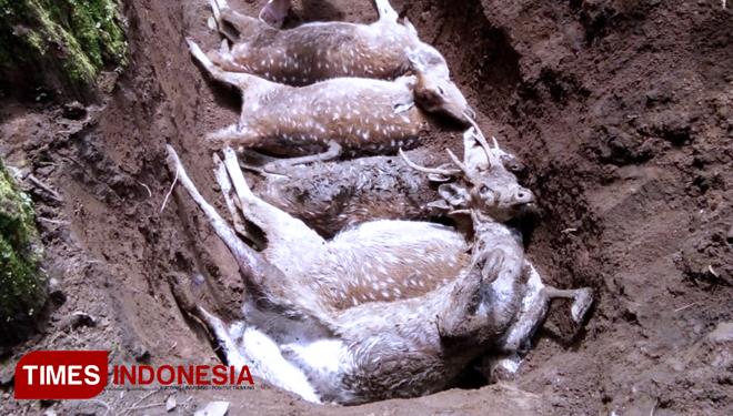 TIMES-Indonesia-Rusa-di-Penangkaran-Coban-Jahe-Mati-Misterius-3.jpg