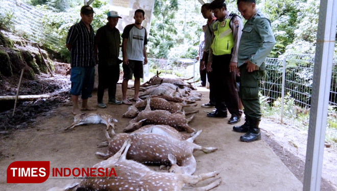 Kondisi 12 rusa yang mati secara misterius di penangkaran rusa yang ada di Coban Jahe, Kabupaten Malang. (foto: profauna for TIMES Indonesia)