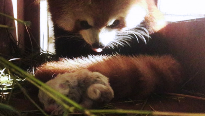 Bayi Panda Merah di Taman Safari Bogor. (FOTO: Istimewa)