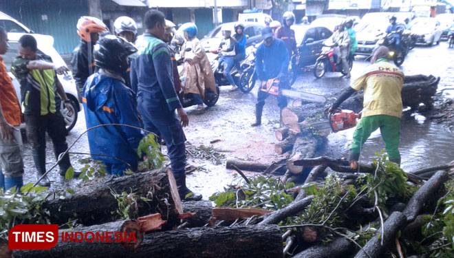 Pohon di Jalan Martadinata Kota Malang Tumbang Akibat Hujan Deras