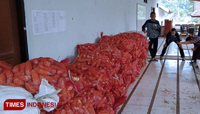 Mahasiswa Polbangtan Malang melihat jagung hasil panen yang dipelajarinya dari pembelajaran teaching factory. (Foto: Humas Polbangtan Malang for TIMES Indonesia) 