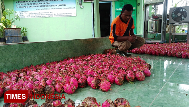 Petani buah naga Teja Wibowo saat menikah buah naga untuk dijual kembali (Foto : Binar Gumilang / TIMES Indonesia)