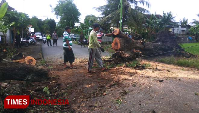 Petugas melakukan evakuasi pohon asam yang tumbang. (FOTO: Rizki Alfian/TIMES Indonesia)