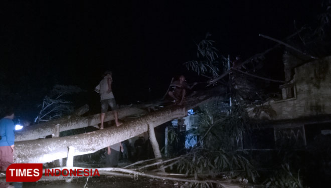 Pohon sengon berukuran besar tumbang dan menimpa rumah warga di Kabupaten Bangkalan. (FOTO: Doni Heriyanto/TIMES Indonesia)