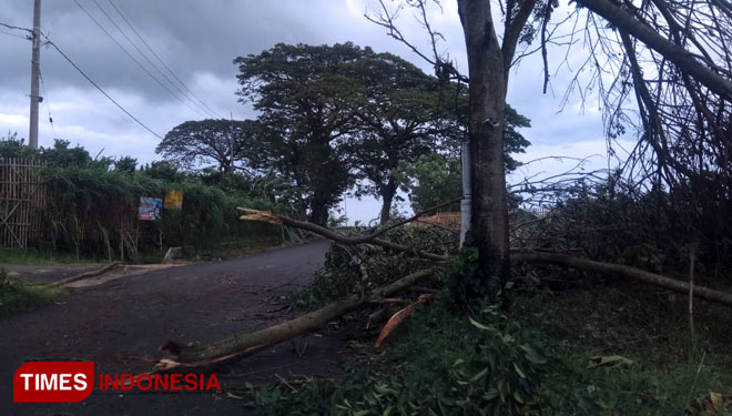 Pohon tumbang, tiang listrik ambruk dan mobil tertimpa pohon terjadi di Kota Batu semalam. (Foto: istimewa/TIMES Indonesia) 