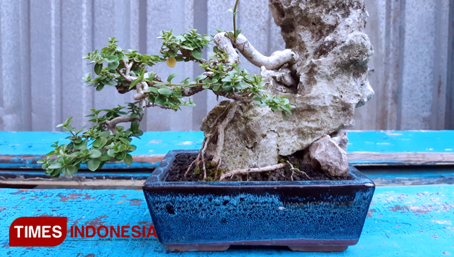TIMES-Indonesia-Tanaman-Langka-dan-Bonsai-3.jpg