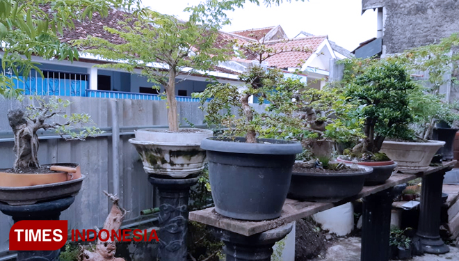 TIMES-Indonesia-Tanaman-Langka-dan-Bonsai-4.jpg