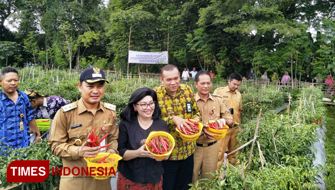 Victoria Simanungkalit saat panen cabai. (FOTO: Humas Kemenkop dan UKM For Times Indonesia)