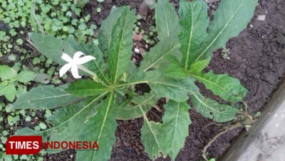 Bunga Kitolod Penakluk Gangguan Pada Mata Ingin Tahu Caranya Times Indonesia