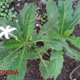 76+ Gambar Bunga Katarak Kekinian 76+ Gambar Bunga Katarak Kekinian