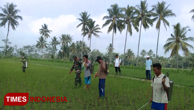 Babinsa Sumbersalak Serka IB Gede Arnawa saat mendampingi pengendalian hama tanaman. (FOTO: AJP/TIMES Indonesia)