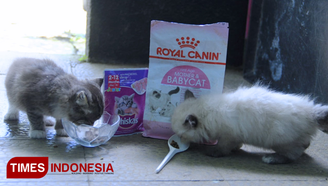 Ingin Kucing Sehat Dengan Bulu Terawat Ini Makanan Kucing Yang