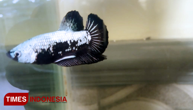 Dulu Dikenal Sebagai Ikan Tarung Kini Ikan Cupang Menjelma Jadi Ikan Hias Bernilai Jual Tinggi Times Indonesia
