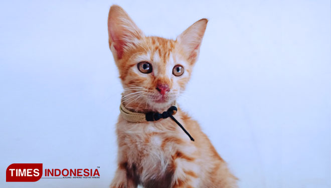 Ilustrasi - Anak Kucing (Foto: Rahmi Yati Abrar/TIMES Indonesia)