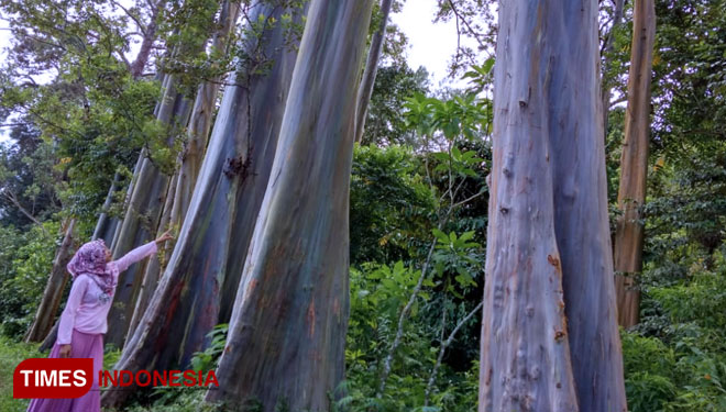 Pohon pelangi atau Rainbow eucalyptus, yang terdapat di Dusun Darungan, Desa Sumberwringin Kecamatan Sumberwringin, Kabupaten Bondowoso Jawa Timur (FOTO: Moh Bahri/TIMES Indonesia) 
