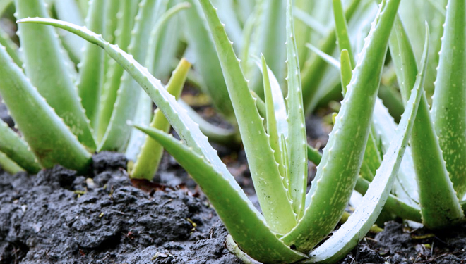 Aloe vera. (PHOTO: Medical News Today)