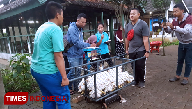 Mahasiswa Prodi Agribisnis Peternakan Polbangtan Malang melakukan panen ayam broiler. (FOTO: Humas Polbangtan Malang for TIMES Indonesia)