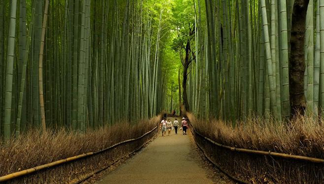 Hutan-Bambu.jpg