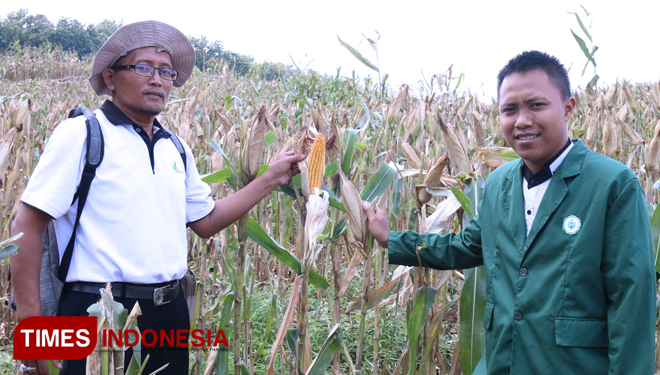 Mahasiswa Polbangtan Malang berada di Jember untuk menentukan waktu panen jagung. (FOTO: Humas Polbangtan Malang for TIMES Indonesia)