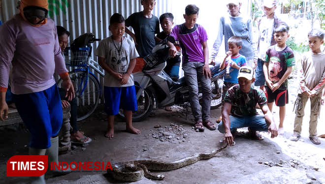 Ular sanca tangkapan warga Sekarkare, Dringu, Kabupaten Probolinggo. (FOTO: Happy L. Tuansyah/TIMES Indonesia)