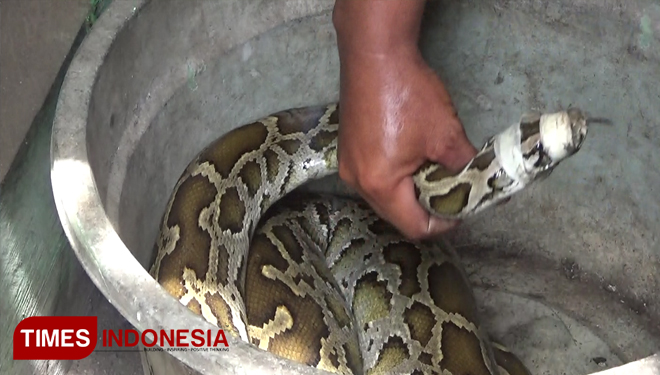 BKSDA Meminta Ular Piton yang Ditangkap Warga Sekarkare Probolinggo Karena Ini...