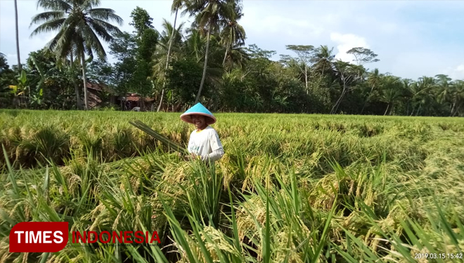 Petani asal Desa Tambak Sari, Cilcap saat melakukan pengingatan padi pasca doterpa anhin puting beliung. (FOTO:  Herni Mulyani/TIMES Indoneisa)