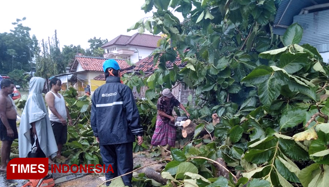 Pohon Jati di Pamekasan Tumbang Akibat Diterjang Angin Kencang di Jalan Raya Sumenep, Desa Artodung, Kecamatan Larangan dan di Jalan  P.  Trunojoyo Pamekasan. (FOTO: Akhmad syafii/TIMES Indonesia)