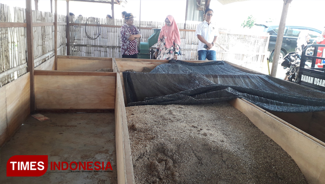 Pakan ternak dari limbah pertanian yang difermentasi secara sederhana, Jum'at, (22/03/2019) (Foto: Achmad Choirudin/TIMESIndonesia)