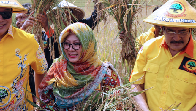 Siti Hardiyanti Rukmana (mbak Tutut) saat panen raya di Banyumas. (FOTO: Istimewa)